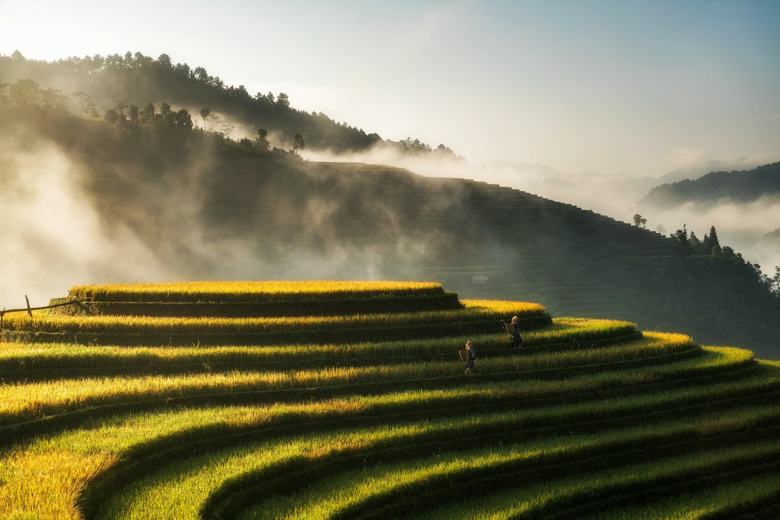 Indonesian rice paddy landscape